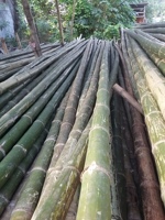 Bambou naturel, poteau droit, arbre en bambou de la forêt, arbre en bambou de grande taille, 300 cm, fabriqué au Vietnam
