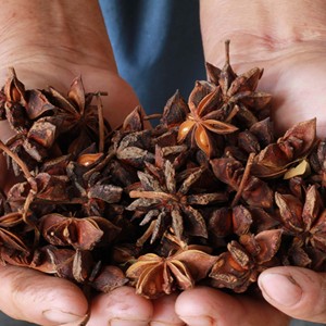 Anís estrellado seco de Vietnam, especias enteras, condimento natural para cocinar y hornear - Product Image 5