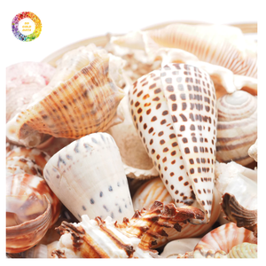 Small Cowrie Shells For Bracelet Making, Earring <b>Accessories</b>, And <b>Beach</b> Wedding Decoration - Product Image 3