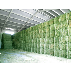 Bales de foin d'alfalfa 30kg 40kg 50kg haute densité compressée pour un transport économique en conteneur et sur longue distance - Product Image 6
