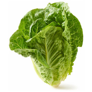 Meilleures ventes Laitues Légumes Feuille Tige Graines Salades Soupes Sandwiches Wraps Grillades Grossistes Fournisseurs en vrac - Product Image 4