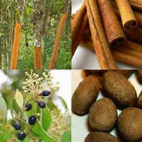 Best Verkopende-Vietnam Groothandel Goede Prijs Gedroogde 100% Natuurlijke Kaneel Met Product Van Hoge Kwaliteit