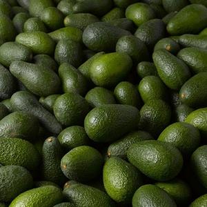 discover the unique essence of colombian hass avocado