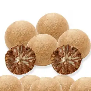 พรีเมี่ยมผู้ผลิตเวียดนาม-เบเทลนัทต้นปาล์มเขตร้อนแห้ง Areca Nut - Ms Kathy