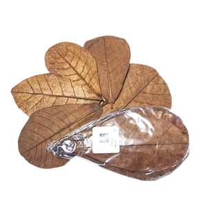 Feuilles d'amandier catappa indiennes pour poisson betta meilleur nettoyage botanique pour réservoir de poissons paquet de 100 taille inférieure à 10 cm / 3.93" - Product Image 1