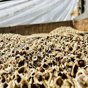 Capsules d'extrait de graines de Moringa certifiées HALAL de qualité supérieure Graines séchées de culture sauvage emballées sous vide - Product Image 3