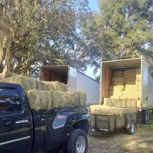 Foin de luzerne pour l'alimentation des animaux/foin de Timothy en ballots fournisseur de gros - Product Image 1