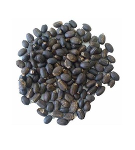 Vente en gros de graines et d'huile de Jatropha Curcas Graines de Jatropha de qualité supérieure Prix de gros Graines de Jatropha - Product Image 1