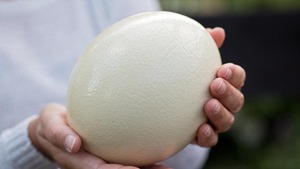 Tươi thụ tinh trứng đà điểu sống đà điểu gà con trưởng thành chim để bán cho trang trại sử dụng - Product Image 6