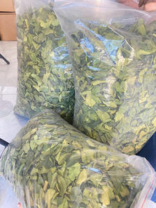 Oferta especial al por mayor de hojas de lima a granel de Vietnam para fabricantes de condimentos y distribuidores internacionales de alimentos - Product Image 2