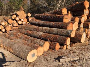 Vente en gros Grumes de cendres Bûches de cendres de haute qualité Scie à cendres Grumes - Product Image 6