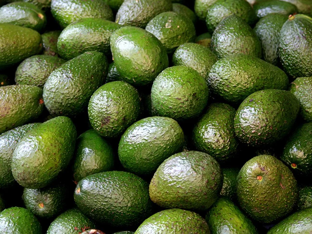 Популярный авокадо. Вьетнамский авокадо. Авокадо свежее.