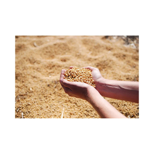 Alimento para Aves de Corral con Alto Contenido de Proteínas, Proteína de Alta Calidad, Color Marrón Amarillo, Grado Premium - Product Image 2