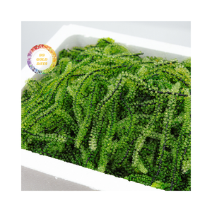 PREMIUM 100% RAISINS DE MER SÉCHÉS NATURELS FRAIS DÉLICIEUX STANDARD D'EXPORTATION DE HAUTE QUALITÉ FRUITS DE MER FROM99 GOLD DATA - Product Image 2