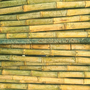 Segmentos de Caña de Azúcar Congelados LQF (Palitos Dulces Naturales) Grado de Exportación a Granel de Vietnam por KIM MINH - Product Image 1