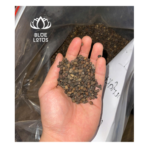 Graines de papaye séchées 100% pures pour l'exportation - Origine claire, sécurité alimentaire garantie - BLUE LOTUS VIETNAM - Product Image 1