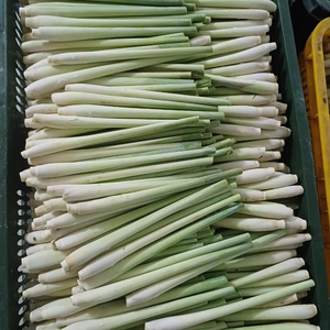 Hierba de Limón Congelada IQF - Hierba de Limón en Rodajas/Picada para Exportación, Producto de Vegetales Congelados - PROVEEDOR VIETNAM/ Sra. Selina - Product Image 1