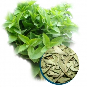 Edulcorante Herbal de Stevia de Alta Calidad para Mayoristas y Compradores de la Industria Alimentaria - Product Image 2