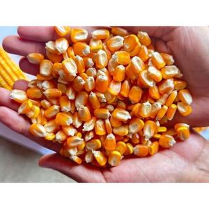 Maíz seco de maíz amarillo de primera calidad para alimentación animal listo para la exportación - Product Image 1
