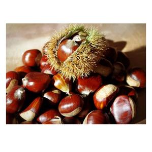 100% Top quality fresh <b>chestnuts</b>/organic chesnuts for Export - Product Image 2