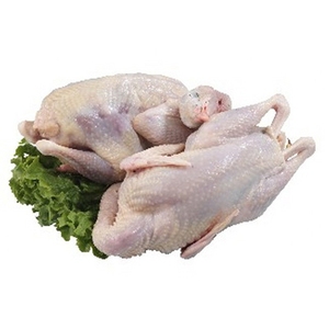 Pollos Congelados Halal al por Mayor, Pollo Entero Congelado, Pollo Entero Congelado al por Mayor - Product Image 5
