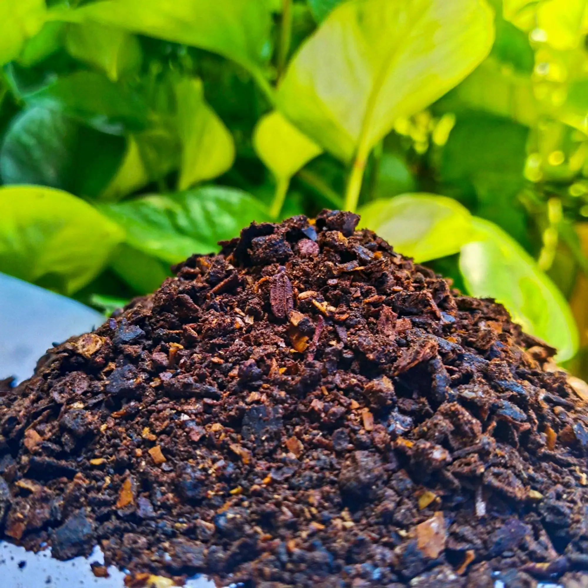 Polvo de pastel de neem para proteger el suelo y las plantas disponible en la mejor calidad del exportador y fabricante indio