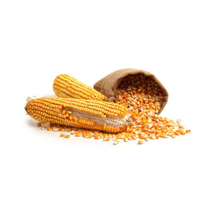 Maíz dulce secado al aire de maíz amarillo y blanco no OGM de alta calidad para exportación de piensos disponibles para la venta - Product Image 2