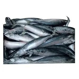 Filet de poisson de maquereau surgelé de qualité supérieure norvégien-Achetez du poisson de fruits de mer surgelés en ligne à vendre au meilleur prix
