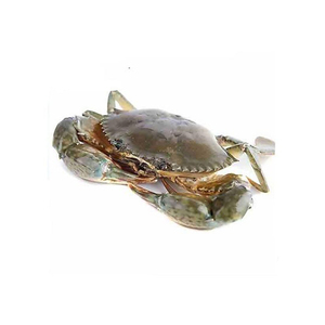 Cangrejo de manglar congelado a precio de fábrica para grandes compradores de mariscos - Product Image 4