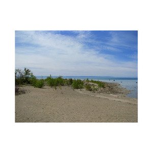 Grandes quantités de bûches de hêtre pour les projets d'amélioration de meubles solides Produit à prix élevé - Product Image 2