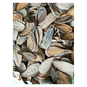 Venta al por mayor de cáscaras de opérculo de mariscos secos-Murex opérculum Seashells de Vietnam - Product Image 3