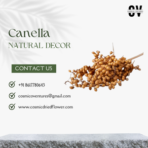 Canela Natural de Primera Calidad, Ecológica y Duradera, Ideal para Graduaciones, Halloween, Bodas, Día del Padre, Eventos en Casa, Oficina - Product Image 3