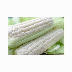 Vente en gros de maïs blanc biologique de haute qualité de qualité supérieure hautement nutritif séché - Product Image 1