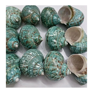 Coquille de conque décorative verte et blanche par l'exportateur du Vietnam 99 données d'or utilisées dans l'artisanat artisanal et le bricolage - Product Image 4