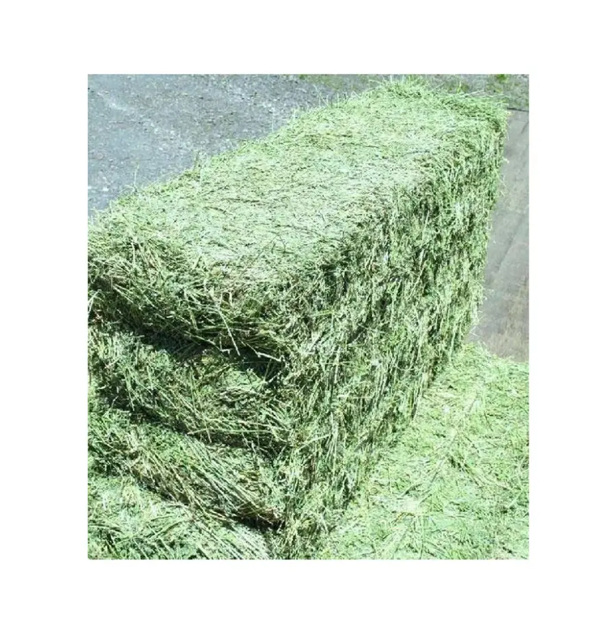 Filippijnen Kopen Alfalfa Hooi Diervoeder Spullen Alfalfa, Hooi/Alfalfa Hooi Pellets Timothy Hooi/Alfalfa In Balen