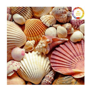 Vietnam Ocean Treasures Conchas marinas naturales mezcladas con estrellas de mar y madreperla para creaciones hechas a mano - Product Image 5