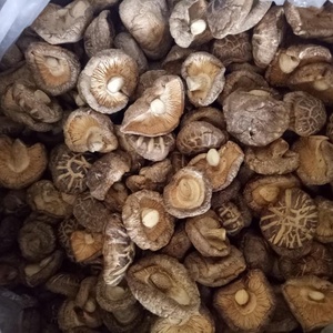 Champignons Shiitake séchés frais transformés du Vietnam, saveur naturelle saine, export en vrac - Product Image 3