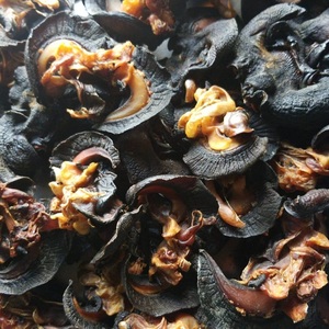 Bulk Export Frozen Dried African Snails-Salty/<b>Sour</b>/Spicy/<b>Sweet</b> Tastes Packaged in Bags for Adults - Product Image 4