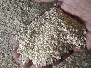 เมล็ดงาขาวคุณภาพสูง ผลผลิตใหม่ ไม่ปอกเปลือก เมล็ดงาขาวปอกเปลือก สำหรับสินค้าเกษตรจำนวนมาก - Product Image 5