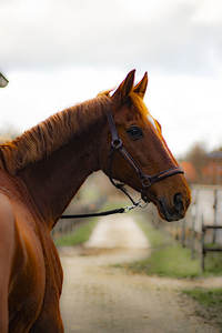 Haute qualité Bling or Rose marron cuir cheval licou nouvelle tendance à la mode conception intelligente pas cher en gros - Product Image 4