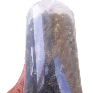 Uvas de mar deshidratadas Uvas de mar de Vietnam Eucheuma cottonii - Product Image 1