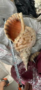 Authentic Vietnam conch shell trumpet seashell for cultural events featuring powerful sound and polished pearl finish - Product Image 4