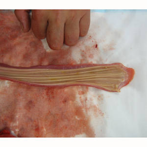 Nutritif 24 Mois Top Produits de Volaille Rôtie Vente Fournisseur Congelé Origine Traitement Congelé Frais Pas Cher Oesophage de Porc Congelé - Product Image 2