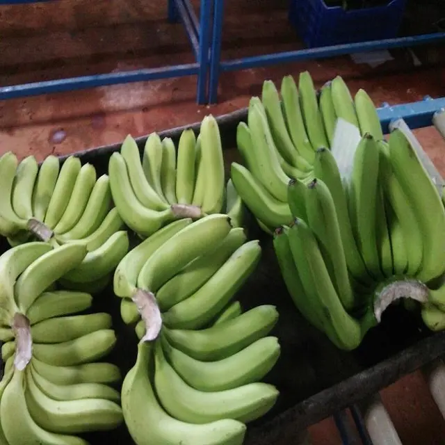 Fresh Cavendish Banana Green & Yellow Color A Grade Variety
