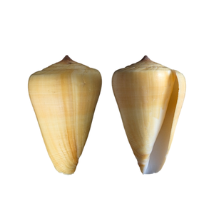 Cono de Caracol Seashell hecho a mano adorno artesanal Natural para decoración costera del hogar e ideas de regalos únicas - Product Image 4