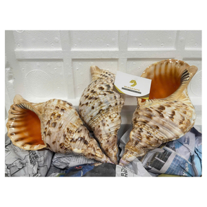 Concha de caracol de trompeta gigante exquisita al por mayor Charonis Tritonis de concha marina pulida de Vietnam-Caryln 0084935825297 - Product Image 1