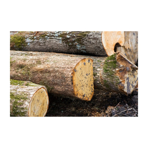 High Quality Brazilian Beech <b>Wood</b> <b>Log</b> Shaving Machine Saw for Beech 7 & 8 56m Diameter Round Disc for Horse Bedding - Product Image 6