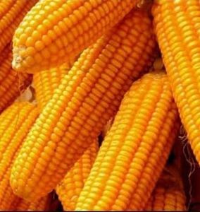 Maïs jaune séché pas cher, non-glutineux, mûr, pour l'alimentation animale, vente en gros en vrac - Product Image 4