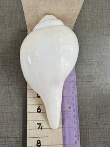 Grande coquille de conque naturelle blanche de 8 pouces (Shankh) Son fort et authentique |   Vamavarti, finition brute écologique, thème religieux et d'amour - Product Image 3