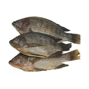 Tilapia, Pescado de Acuicultura Sostenible, Pescado de Cultivo para Mercados Globales - Product Image 1